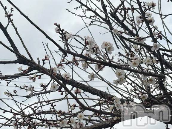 新潟デリヘル熟女の風俗 最終章(ジュクジョノフウゾクサイシュウショウ) たお(40)の3月1日写メブログ「うめ」