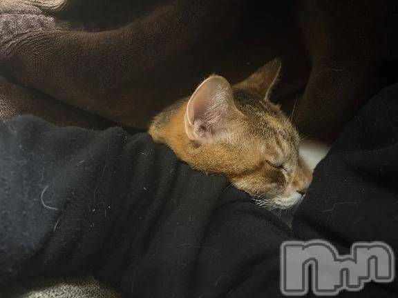 新潟デリヘル熟女の風俗 最終章(ジュクジョノフウゾクサイシュウショウ)たお(40)の2025年11月22日写メブログ「彼女できた。」