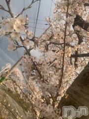 新潟デリヘル熟女の風俗 最終章(ジュクジョノフウゾクサイシュウショウ) たお(40)の4月9日写メブログ「🌸」