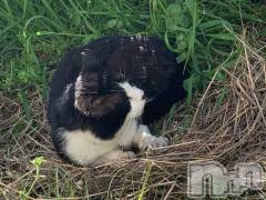 新潟人妻デリヘル熟女の風俗 最終章(ジュクジョノフウゾクサイシュウショウ) たお(40)の5月1日写メブログ「🐈」