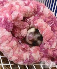 新潟デリヘル熟女の風俗 最終章(ジュクジョノフウゾクサイシュウショウ) たお(40)の8月9日写メブログ「がちで！」