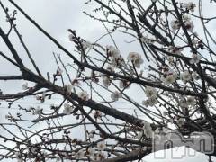 新潟デリヘル熟女の風俗 最終章(ジュクジョノフウゾクサイシュウショウ) たお(40)の3月1日写メブログ「うめ」