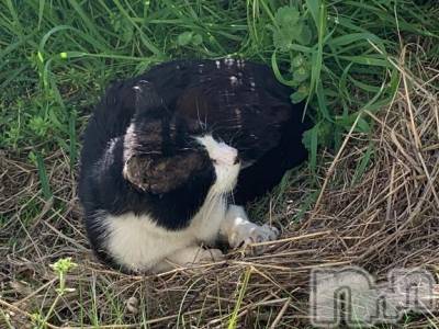 新潟人妻デリヘル 熟女の風俗 最終章(ジュクジョノフウゾクサイシュウショウ) たお(40)の5月1日写メブログ「🐈」