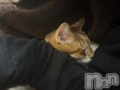 新潟デリヘル 熟女の風俗 最終章(ジュクジョノフウゾクサイシュウショウ) たお(40)の11月22日写メブログ「彼女できた。」