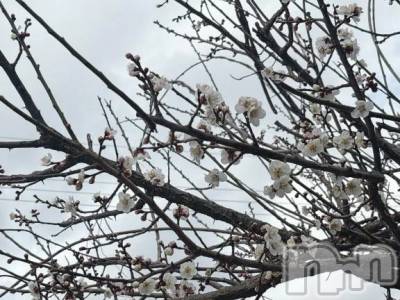 新潟デリヘル 熟女の風俗 最終章(ジュクジョノフウゾクサイシュウショウ) たお(40)の3月1日写メブログ「うめ」