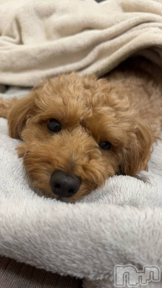 新潟手コキCherish Amulet(チェリッシュ アミュレット) はむ★(21)の11月27日写メブログ「写メなくて愛犬あっぷw」