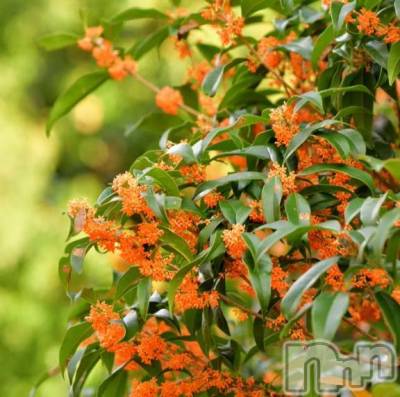 長岡デリヘル 奥様特急 長岡店(オクサマトッキュウナガオカテン) るなん(32)の4月18日写メブログ「[お題]from:ムスクさん」