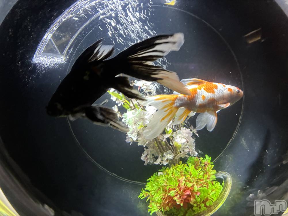 ƲХ顦Lounge Veranda(饦󥸥٥) 125̥֥֤