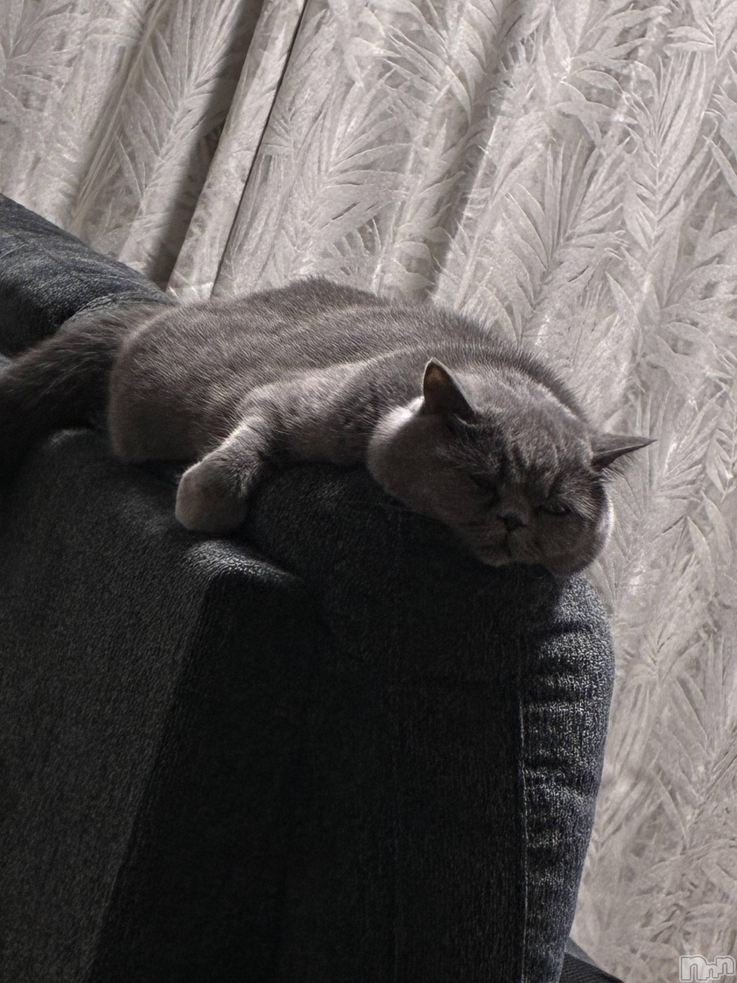 ƲХ顦Lounge Veranda(饦󥸥٥) 2025ǯ1120̥֥֤