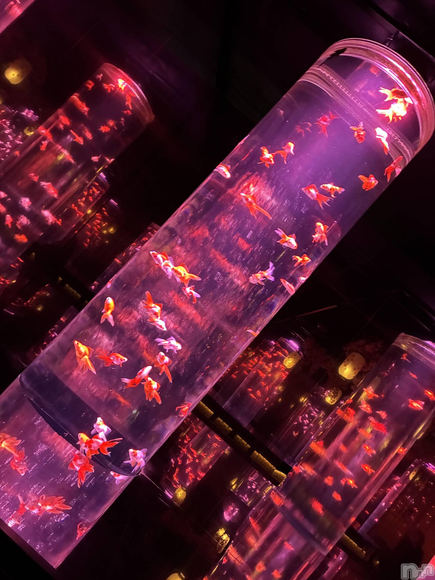 ��Ʋ����Х��顦�����Lounge Veranda(�饦�󥸥٥���) ��2026ǯ1��3���̥�֥����֤����