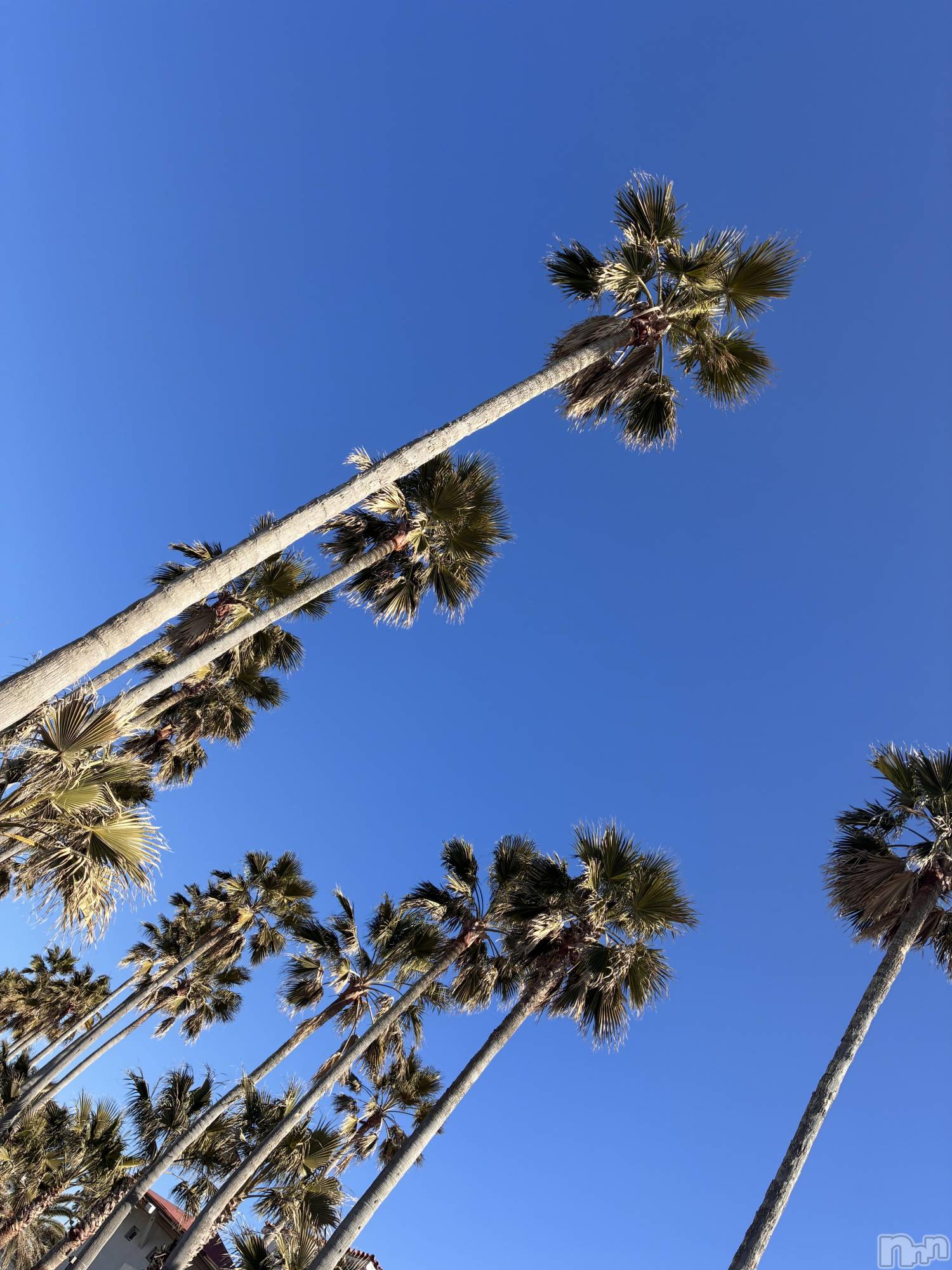 ��Ʋ����Х��顦�����Lounge Veranda(�饦�󥸥٥���) ��2026ǯ1��16���̥�֥����֤����