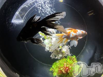 ��Ʋ����Х��顦�����Lounge Veranda(�饦�󥸥٥���) ����12��5���̥�֥����֤����