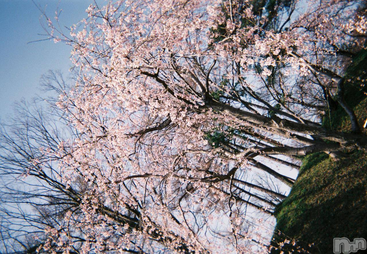 Х顦֥֥֥饦󥸤ޤʤߤ(֥֥饦󥸥ޥʥߥ) 2025ǯ424ֺ̥֥🌸