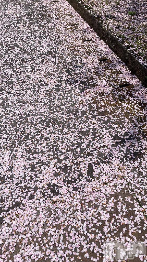 長岡デリヘルBIANCA～主人の知らない私～長岡店(ビアンカナガオカテン)清家　るみな(43)の2025年4月19日写メブログ「散った桜も綺麗🌸」