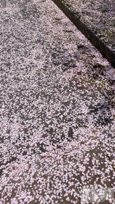 長岡デリヘル BIANCA～主人の知らない私～長岡店(ビアンカナガオカテン) 清家　るみな(43)の4月19日写メブログ「散った桜も綺麗🌸」