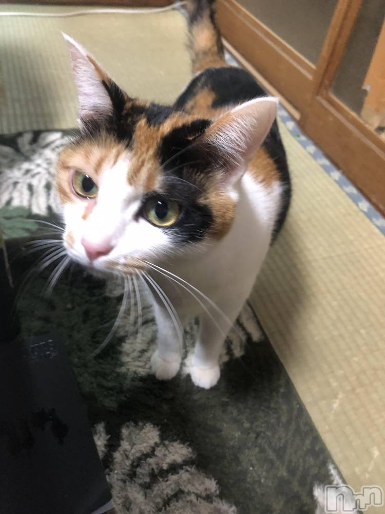 Х顦Diletto(ǥå) 118ּ̥֥²Ȥλҡ