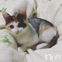 �����������Х��顦�����Diletto(�ǥ���å�) ���(29)��1��11���̥�֥�����ǭ�ˤޤߤ줿����