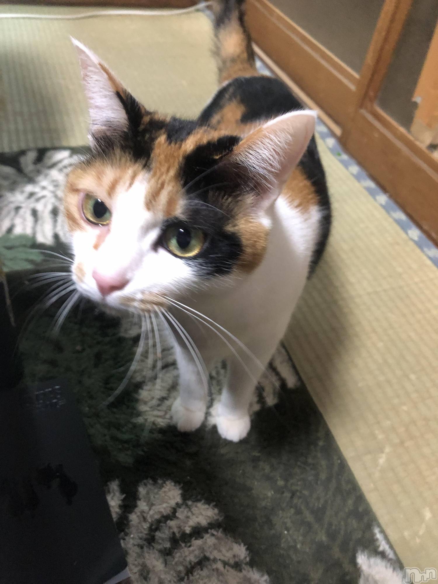 Х顦Diletto(ǥå) 2025ǯ118ּ̥֥²Ȥλҡ