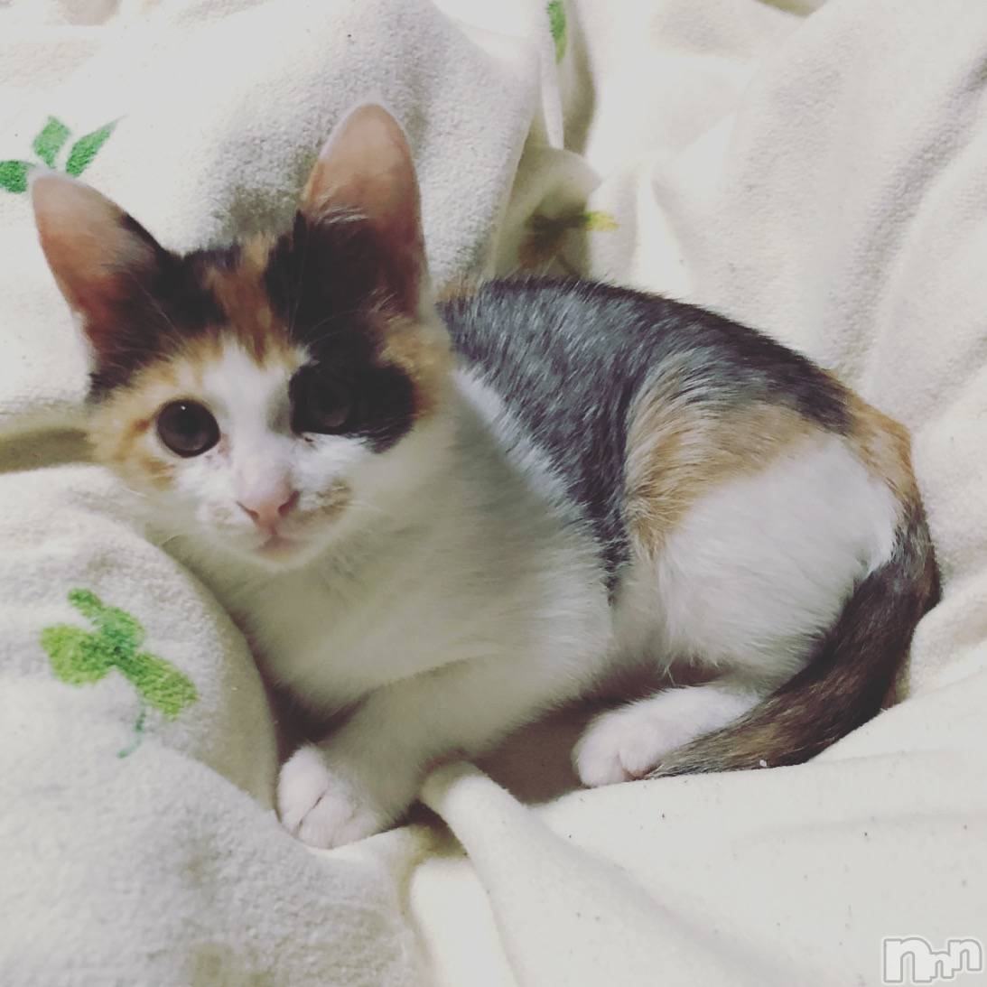 �����������Х��顦�����Diletto(�ǥ���å�) ��2026ǯ1��11���̥�֥�����ǭ�ˤޤߤ줿����