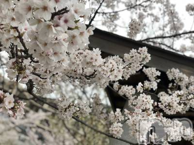 (29) Ĺ164cmХ顦 Diletto(ǥå)ҡ