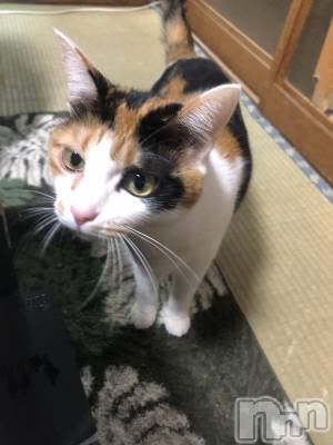 Х顦Diletto(ǥå) (29)118ּ̥֥²Ȥλҡ