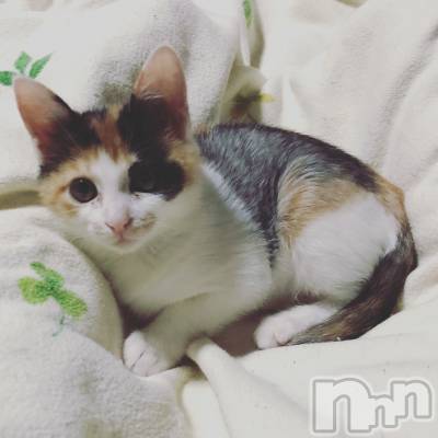 �����������Х��顦�����Diletto(�ǥ���å�) ���(29)��1��11���̥�֥�����ǭ�ˤޤߤ줿����