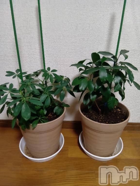 上越デリヘルHONEY(ハニー) みさき(♪)(47)の12月28日写メブログ「観葉植物」