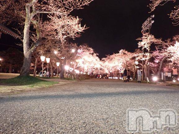 上越デリヘルHONEY(ハニー) みさき(♪)(47)の4月6日写メブログ「夜桜」