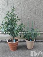 上越デリヘル HONEY(ハニー) みさき(♪)(47)の4月4日写メブログ「観葉植物たち」