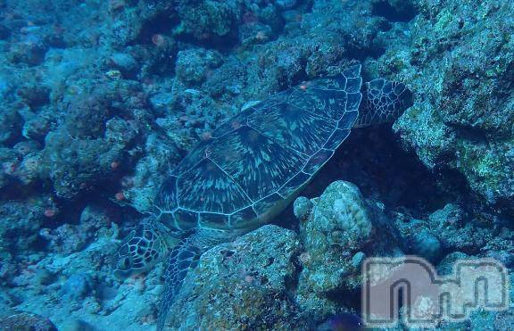 上越デリヘルHONEY(ハニー)みさき(♪)(47)の2025年10月1日写メブログ「マンタ」