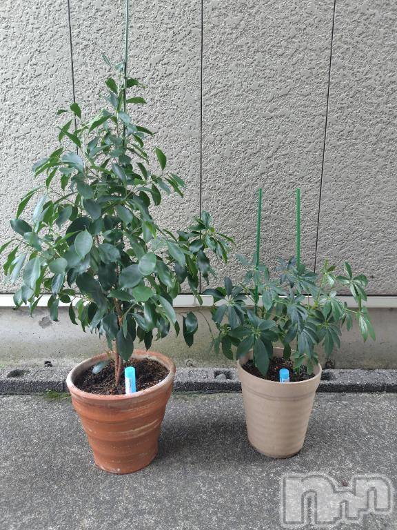 上越デリヘルHONEY(ハニー)みさき(♪)(47)の2026年4月4日写メブログ「観葉植物たち」
