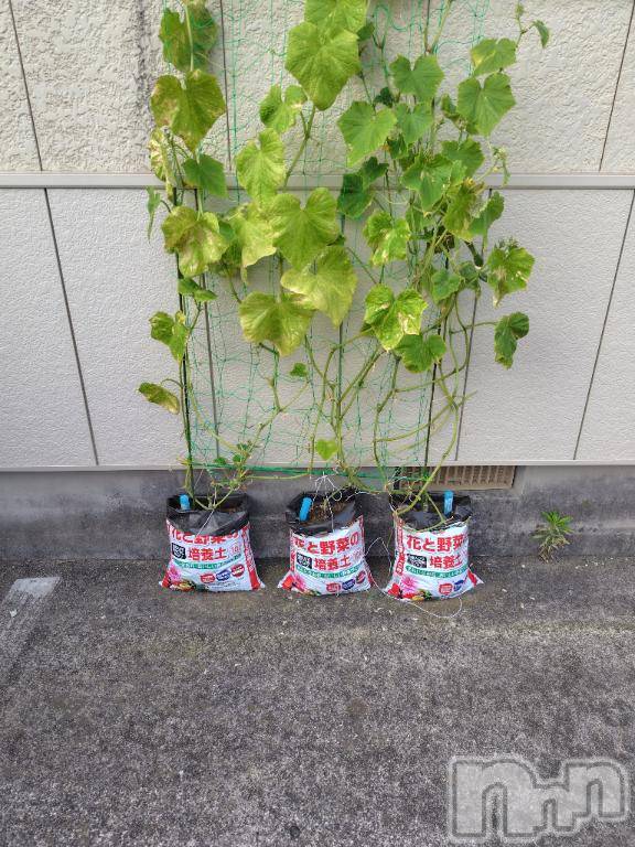 上越デリヘルHONEY(ハニー)みさき(♪)(48)の2026年7月22日写メブログ「成長記録🥒」