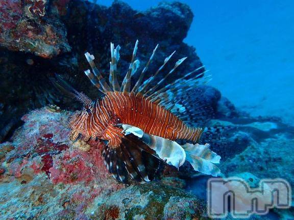上越デリヘルHONEY(ハニー)みさき(♪)(48)の2026年8月24日写メブログ「ダイビング3日目」