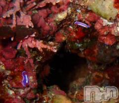 上越デリヘルHONEY(ハニー) みさき(♪)(47)の9月4日写メブログ「海中写真」