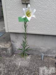 上越デリヘルHONEY(ハニー) みさき(♪)(47)の8月17日写メブログ「咲いた！」