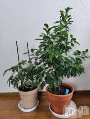 上越デリヘルHONEY(ハニー) みさき(♪)(47)の10月6日写メブログ「️観葉植物」