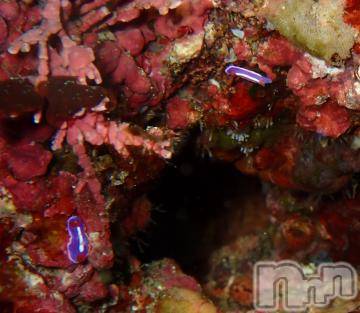 上越デリヘル HONEY(ハニー) みさき(♪)(47)の9月4日写メブログ「海中写真」