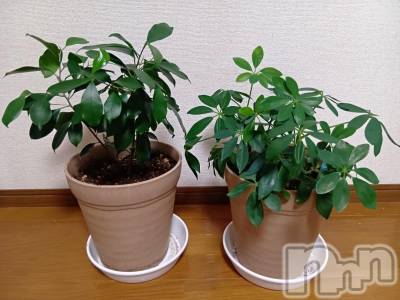 上越デリヘル HONEY(ハニー) みさき(♪)(47)の11月6日写メブログ「２年経過」