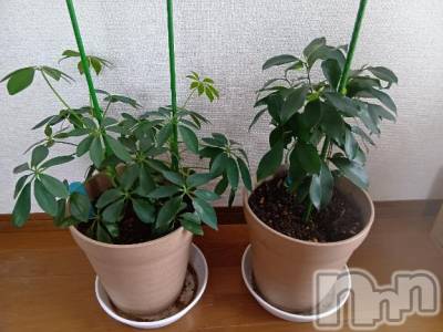 上越デリヘル HONEY(ハニー) みさき(♪)(47)の4月6日写メブログ「️半年ぶりの登場」