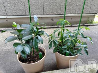 上越デリヘル HONEY(ハニー) みさき(♪)(47)の4月26日写メブログ「屋外へ」