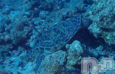 上越デリヘル HONEY(ハニー) みさき(♪)(47)の10月1日写メブログ「マンタ」