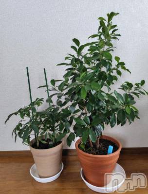 上越デリヘル HONEY(ハニー) みさき(♪)(47)の10月6日写メブログ「️観葉植物」