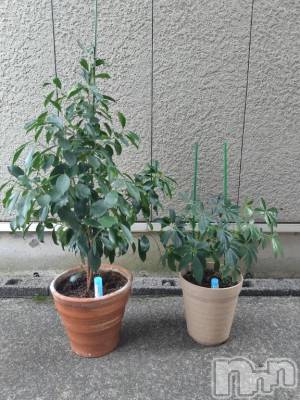 上越デリヘル HONEY(ハニー) みさき(♪)(47)の4月4日写メブログ「観葉植物たち」