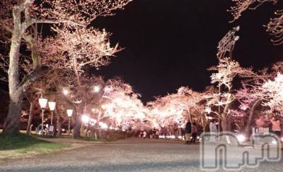 上越デリヘル HONEY(ハニー) みさき(♪)(47)の4月7日写メブログ「夜桜」