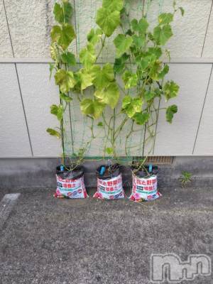 上越デリヘル HONEY(ハニー) みさき(♪)(48)の7月22日写メブログ「成長記録🥒」