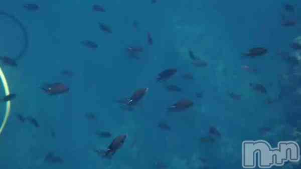 みさき(♪)の動画 海の中