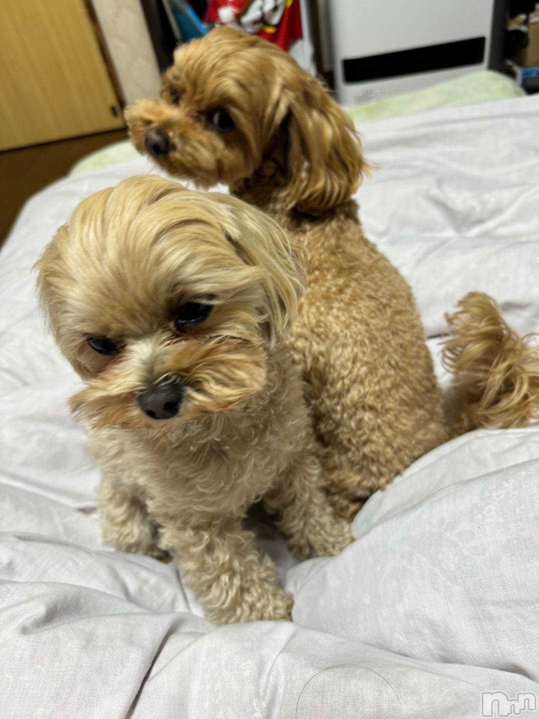 長岡デリヘル奥様特急 長岡店(オクサマトッキュウナガオカテン)うるみ(35)の2024年10月24日写メブログ「[お題]from:車かなぁ？さん」