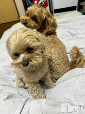 長岡デリヘル 奥様特急 長岡店(オクサマトッキュウナガオカテン) うるみ(35)の10月24日写メブログ「[お題]from:車かなぁ？さん」