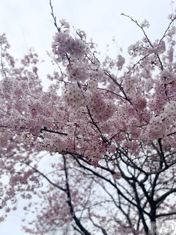 ����ȯ����ѥ˥��󥯥�֥���ѥ˥��󥯥�� �饤�� �Ĥ��ʤ�4��5���̥�֥����ֺ�🌸��