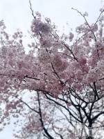 ����ȯ����ѥ˥��󥯥�֥���ѥ˥��󥯥�� �饤�� �Ĥ��ʤ�4��5���̥�֥����ֺ�🌸��